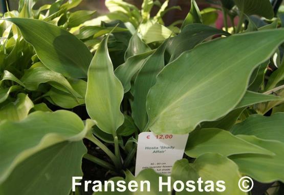 Hosta Shady Affair